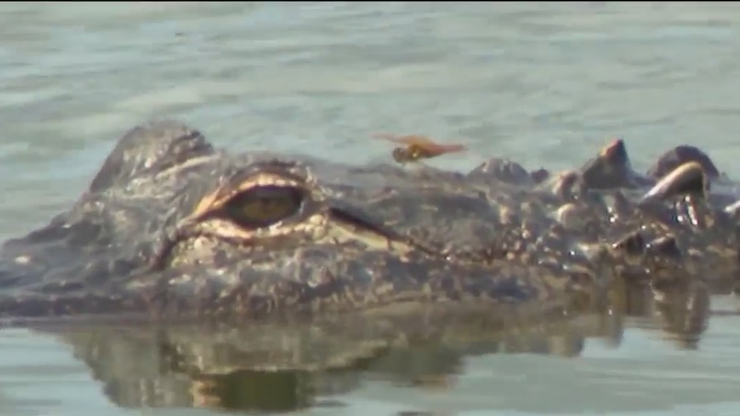 Gator encounters on the rise in Florida, why?